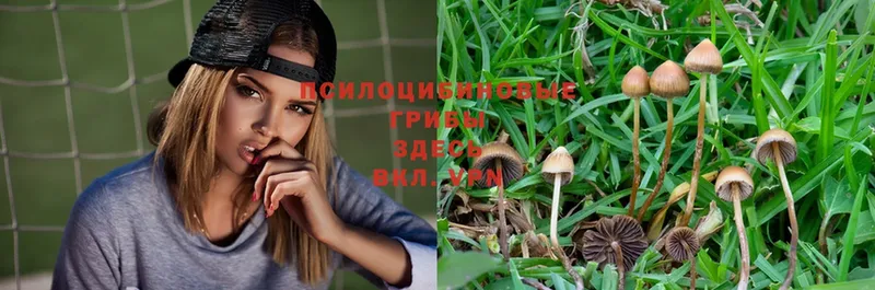 Галлюциногенные грибы Magic Shrooms  где найти   Армавир 